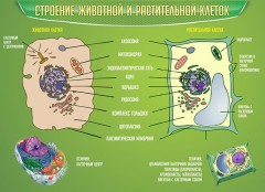  Биология - fgospostavki.ru - Уссурийск