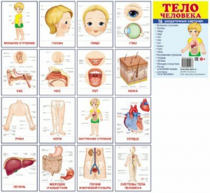 Раздаточные карточки "Тело человека" - fgospostavki.ru - Уссурийск