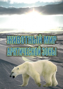 DVD "Животный мир Арктической зоны" - fgospostavki.ru - Уссурийск