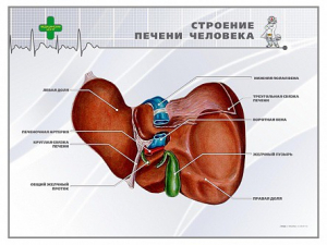 Стенд "Строение печени человека" - fgospostavki.ru - Уссурийск