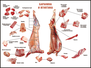 Таблица "Правила разделки мясных туш. Баранина и ягнятина" (100х140 сантиметров, винил) - fgospostavki.ru - Уссурийск