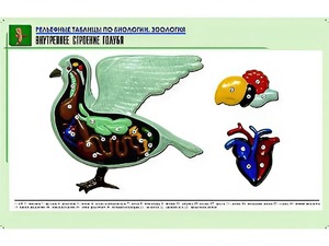 Рельефная таблица "Внутреннее строение голубя" (формат А1, матовое ламинирование) - fgospostavki.ru - Уссурийск