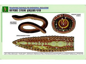 Рельефная таблица "Внутреннее строение дождевого червя" (формат А1, матовое ламинирование) - fgospostavki.ru - Уссурийск