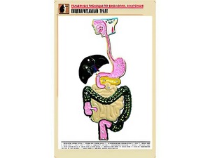 Рельефная таблица "Пищеварительный тракт" (формат А1, матовое ламинирование) - fgospostavki.ru - Уссурийск