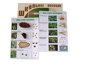 Коллекция "Шишки, плоды, семена деревьев и кустарников" - fgospostavki.ru - Уссурийск