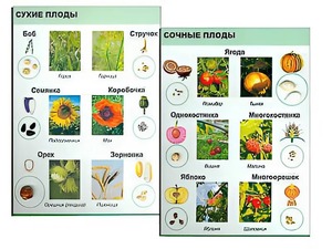 Коллекция "Семена и плоды" - fgospostavki.ru - Уссурийск