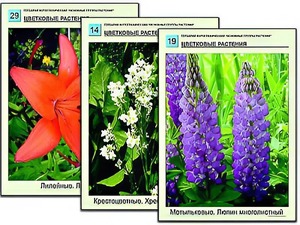 Гербарий фотографический "Основные группы растений" - fgospostavki.ru - Уссурийск