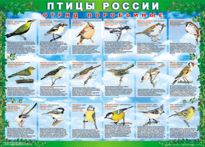 Комплект таблиц "Птицы России (4 листа)" (100х140 сантиметров, винил) - fgospostavki.ru - Уссурийск