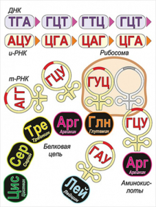 Модель-аппликация Биосинтез белка - fgospostavki.ru - Уссурийск