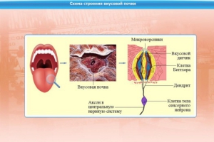 Интерактивные курсы. Биология 10 класс. Базовый. - fgospostavki.ru - Уссурийск
