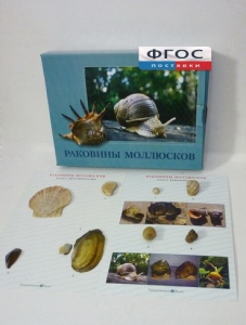 Коллекция "Раковины моллюсков" - fgospostavki.ru - Уссурийск