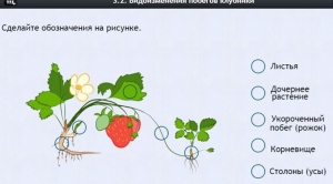 Интерактивные курсы. Биология 7 класс. Расширенный. - fgospostavki.ru - Уссурийск