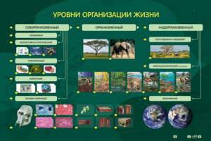 Электрифицированный стенд "Уровни организации жизни" - fgospostavki.ru - Уссурийск