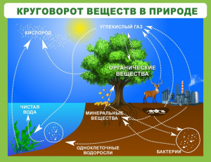 Стенд "Круговорот веществ" - fgospostavki.ru - Уссурийск