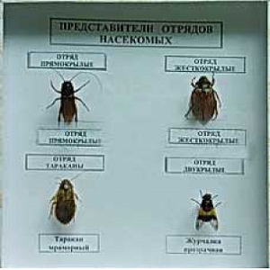 Коллекция энтомологическая "Представители отряда насекомых" - fgospostavki.ru - Уссурийск