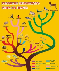 Стенд "Развитие животного мира на земле" - fgospostavki.ru - Уссурийск