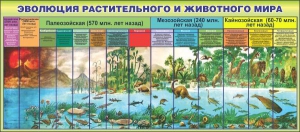 Стенд "Эволюция растительного и животного мира" - fgospostavki.ru - Уссурийск
