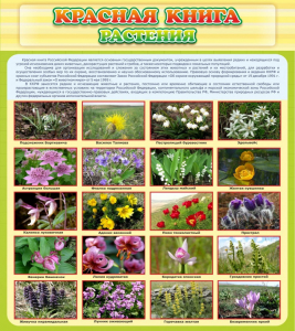 Стенд "Красная книга - растения" - fgospostavki.ru - Уссурийск