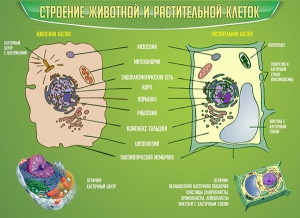 Стенд "Строение животной и растительной клеток" - fgospostavki.ru - Уссурийск