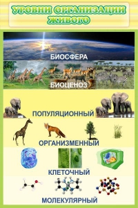 Стенд "Уровни организации живого" - fgospostavki.ru - Уссурийск