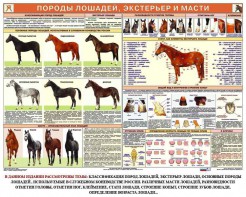 Комплект плакатов "Служебное коневодство" - fgospostavki.ru - Уссурийск