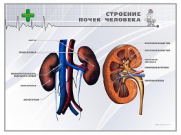 Стенд "Строение почки человека" - fgospostavki.ru - Уссурийск