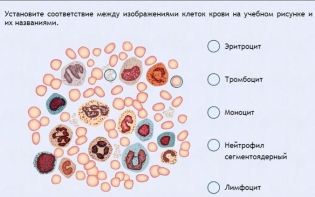 Интерактивные курсы. Биология 11 класс. Расширенный. - fgospostavki.ru - Уссурийск