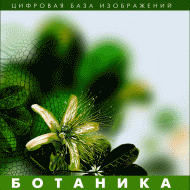 Ботаника. (Цифровая база изображений) - fgospostavki.ru - Уссурийск