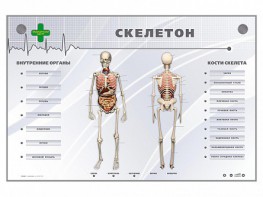 Электрифицированный стенд-тренажер "Скелетон" - fgospostavki.ru - Уссурийск
