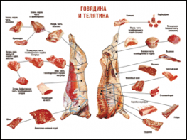 Таблица "Правила разделки мясных туш. Говядина и телятина" (100х140 сантиметров, винил) - fgospostavki.ru - Уссурийск