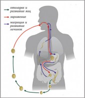 Модель-аппликация Цикл развития аскариды - fgospostavki.ru - Уссурийск