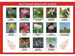 Таблица демонстрационная "Растения Красной книги" (винил 100*140) - fgospostavki.ru - Уссурийск