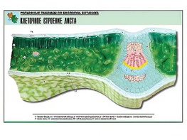 Рельефная таблица "Клеточное строение листа" (формат А1, матовое ламинирование) - fgospostavki.ru - Уссурийск