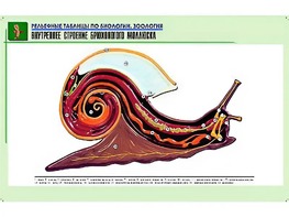 Рельефная таблица "Внутреннее строение брюхоногого моллюска" (формат А1, матовое ламинирование) - fgospostavki.ru - Уссурийск