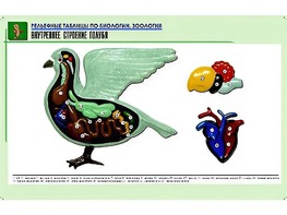 Рельефная таблица "Внутреннее строение голубя" (формат А1, матовое ламинирование) - fgospostavki.ru - Уссурийск