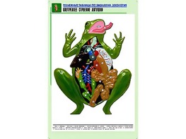 Рельефная таблица "Внутреннее строение лягушки" (формат А1, матовое ламинирование) - fgospostavki.ru - Уссурийск