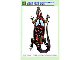 Рельефная таблица "Внутреннее строение ящерицы" (формат А1, матовое ламинирование) - fgospostavki.ru - Уссурийск