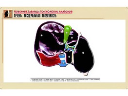 Рельефная таблица "Печень. Висцеральная поверхность" (формат А1, матовое ламинирование) - fgospostavki.ru - Уссурийск