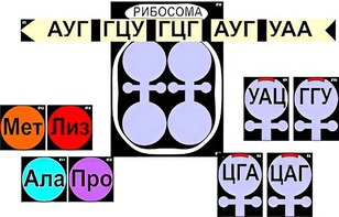 Модель-аппликация "Биосинтез белка" (ламинированная) - fgospostavki.ru - Уссурийск