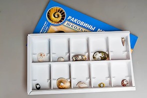Коллекция "Раковины моллюсков" - fgospostavki.ru - Уссурийск