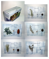 Коллекция "Голосеменные растения" - fgospostavki.ru - Уссурийск