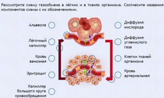 Интерактивные курсы. Биология 9 класс. Расширенный. - fgospostavki.ru - Уссурийск