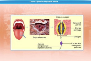 Интерактивные курсы. Биология 10 класс. Расширенный. - fgospostavki.ru - Уссурийск