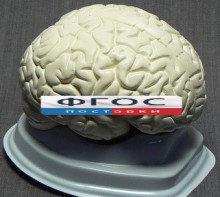Модель "Мозг в разрезе" (белый) - fgospostavki.ru - Уссурийск