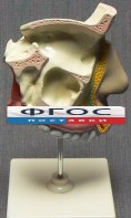 Модель "Разрез носоглотки" - fgospostavki.ru - Уссурийск