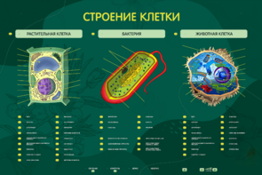 Электрифицированный стенд "Строение клетки" с маркерными полями - fgospostavki.ru - Уссурийск