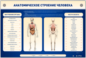 Электрифицированный стенд-тренажер c макетом скелета "Анатомическое строение человека" - fgospostavki.ru - Уссурийск