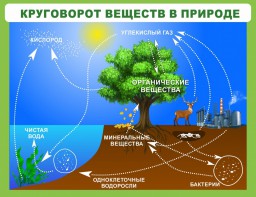 Стенд "Круговорот веществ" - fgospostavki.ru - Уссурийск