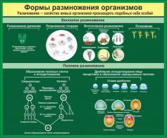 Стенд "Формы размножения организмов" - fgospostavki.ru - Уссурийск