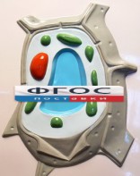 Модель барельефная "Растительная клетка" - fgospostavki.ru - Уссурийск